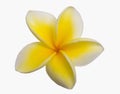 Yellow Plumeria blossoms