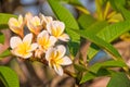 Yellow plumeria close up, also called frangipani