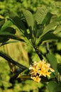 Yellow Plumeria Royalty Free Stock Photo