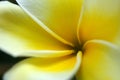 Yellow Plumeria flower Royalty Free Stock Photo