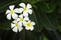 Yellow plumeria flower Royalty Free Stock Photo