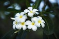 Yellow plumeria flower Royalty Free Stock Photo