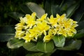 Yellow plumeria flower Royalty Free Stock Photo