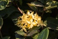 Yellow Plumeria flower