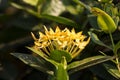 Yellow Plumeria flower