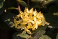 Yellow Plumeria flower