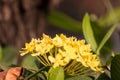 Yellow Plumeria flower