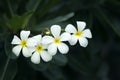 Yellow plumeria flower Royalty Free Stock Photo