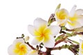 Yellow Plumeria flower isolated on a white background Royalty Free Stock Photo