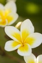 Yellow Plumeria Flowers Royalty Free Stock Photo