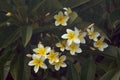 Yellow Plumeria Flowers