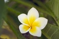 Yellow Plumeria Flowers