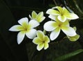 Yellow plumeria flowers with black background