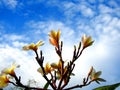 Yellow plumeria flowers. Royalty Free Stock Photo