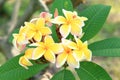 Yellow plumeria flowers Royalty Free Stock Photo