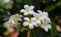 Yellow plumeria,Leelawadee flowers Royalty Free Stock Photo