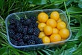 Yellow plums and black blackberries in a plastic box stands on green leaves