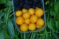 Yellow plums and black blackberries in a plastic box