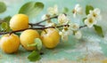 Yellow plums with a branch of blossoms on a light blue surface Royalty Free Stock Photo
