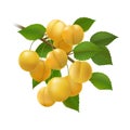 Yellow plums bunch