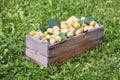 Yellow plums with green leaves. Fresh ripe fruits in wooden box on green grass Royalty Free Stock Photo