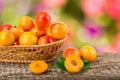 Yellow plums with leaf in a wicker basket on a wooden table with a blurry garden background Royalty Free Stock Photo