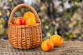 Yellow plums with leaf in a wicker basket on a wooden table with a blurry garden background Royalty Free Stock Photo