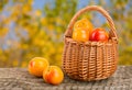 Yellow plums with leaf in a wicker basket on a wooden table with a blurry garden background Royalty Free Stock Photo