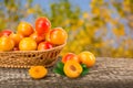 Yellow plums with leaf in a wicker basket on a wooden table with a blurry garden background Royalty Free Stock Photo