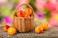 Yellow plums with leaf in a wicker basket on a wooden table with a blurry garden background Royalty Free Stock Photo