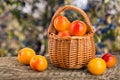 Yellow plums with leaf in a wicker basket on a wooden table with a blurry garden background Royalty Free Stock Photo