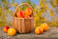 Yellow plums with leaf in a wicker basket on a wooden table with a blurry garden background Royalty Free Stock Photo