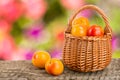 Yellow plums with leaf in a wicker basket on a wooden table with a blurry garden background Royalty Free Stock Photo