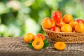 Yellow plums with leaf in a wicker basket on a wooden table with a blurry garden background Royalty Free Stock Photo