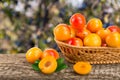 Yellow plums with leaf in a wicker basket on a wooden table with a blurry garden background Royalty Free Stock Photo