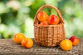 Yellow plums with leaf in a wicker basket on a wooden table with a blurry garden background Royalty Free Stock Photo