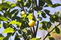 Yellow plums on tree branches in summer garden. Seasonal sweet ripe fruits. Royalty Free Stock Photo