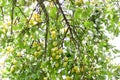 Yellow plums on tree branches in summer garden. Seasonal sweet ripe fruits. Royalty Free Stock Photo