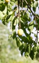 Yellow plums on tree branches in summer garden. Seasonal sweet ripe fruits. Royalty Free Stock Photo