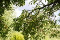 Yellow plums on tree branches in summer garden. Seasonal sweet ripe fruits. Royalty Free Stock Photo