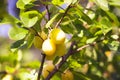 Yellow plums on tree branches in summer garden. Seasonal sweet ripe fruits. Royalty Free Stock Photo