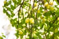 Yellow plums on tree branches in summer garden. Seasonal sweet ripe fruits. Royalty Free Stock Photo