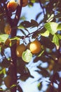 Yellow plums on tree branches in summer garden. Seasonal sweet ripe fruits. Royalty Free Stock Photo