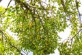 Yellow plums on tree branches in summer garden. Seasonal sweet ripe fruits. Royalty Free Stock Photo