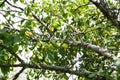 Yellow plums on tree branches in summer garden. Seasonal sweet ripe fruits. Royalty Free Stock Photo