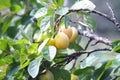 Yellow plums on tree branches in summer garden. Seasonal sweet ripe fruits. Royalty Free Stock Photo