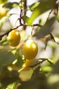 Yellow plums on tree branches in summer garden. Seasonal sweet ripe fruits. Royalty Free Stock Photo