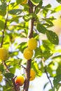 Yellow plums on tree branches in summer garden. Seasonal sweet ripe fruits. Royalty Free Stock Photo