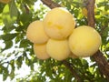 Yellow plums on the tree Royalty Free Stock Photo