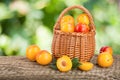 Yellow plums in a wicker basket on a wooden table with a blurry garden background Royalty Free Stock Photo